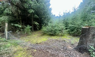 Der Weg zum Leichenfundort ist unwegsam, die Stelle, wo der Leichnam von Marion S. lag, war durch einen Zaun abgesperrt. Wer den niedergedrückt hat - also Polizei oder Täter - ist offiziell unklar. - Wolfgang Wotke