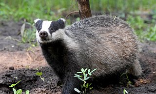 Dachse sind meistens nachts unterwegs, haben eine feine Nase und gutes Gehör. - dpa/Carsten Rehder