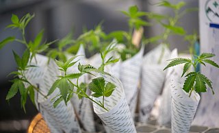 Cannabis braucht drei Monate bis zur Erntereife, dann muss das Kraut noch 14 Tage trocknen. - dpa
