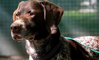 Der elf Jahre alte Deutsch Drahthaar-Rüde "Knut" ist seit Februar im Tierheim Gütersloh untergebracht, weil sich sein früheres Herrchen wegen Totschlags vor Gericht verantworten muss. - Andreas Frücht