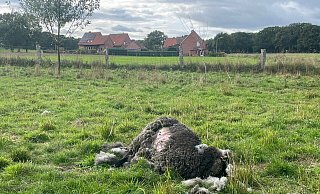 Auf der Wiese in Seelenfeld wurden sieben von neun Schafen getötet. Es handelt sich dabei um rauhwollige pommersche Landschafe. - Privat