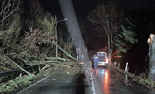 Rechts steht noch der Stamm des Baumes. Seine Krone fiel quasi komplett vor den Wagen des Bielefelders. - Polizei