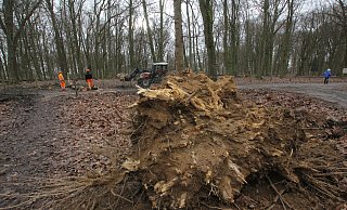 Mitarbeiter der Stadtwerke Bad Oeynhausen zersägen die etwa 25 Meter hohe Eiche, die am Dienstagabend ins Damwildgehege gefallen ist. - Ulf Hanke