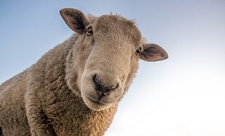 Zwei Schafe bei Bad Driburg-Langeland haben Bahn und Polizei ins Schwitzen gebracht. - Symbolbild: Pixabay/Skitterphoto