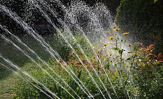An manchen Stellen wird es auf der Landesgartenschau 2023 nicht ohne Bewässerung funktionieren. - (Symbolbild) Pixabay
