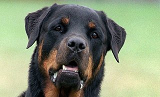 Rottweiler (hier ein Archivfoto) gehören zu den sogenannten "Listenhunden". Ein solcher Hund hat eine 61-jährige Herforderin schwer verletzt. - Verwendung weltweit, usage worldwide