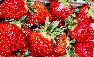Die ersten Erdbeeren vom Obsthof Otte gibt es bereits an einigen Verkaufsbüdchen im Kreis Herford und Bad Salzuflen. - Obsthof Otte