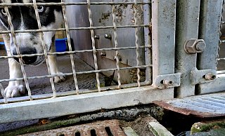 Die verrostete Regenrinne am Hundezwinger im Gütersloher Tierheim löst sich immer wieder ab. Für die Pfoten der Vierbeiner kann das gefährlich werden. - Andreas Frücht