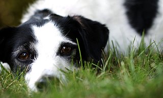 Für Hunde und ihre Halter sieht der Bund der Steuerzahler in Bünde viel Licht, aber auch Schatten. Der Stadt beschert die Hundesteuer hohe Einnahmen, Tierfreunde hingegen stöhnen über die Belastung. Foto: Felix Eisele - Felix Eisele
