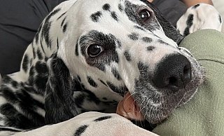 Loki ist ein Jahr alt und wird immer noch vermisst. Laute Böller haben ihn verschreckt und in den Wald rennen lassen. - NW