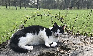 Wer seine Katze nach draußen lässt, muss sie in Bielefeld kastrieren, kennzeichnen und registrieren lassen. Das tun nicht alle Halter. Und viele wissen es gar nicht. - Silke Kröger