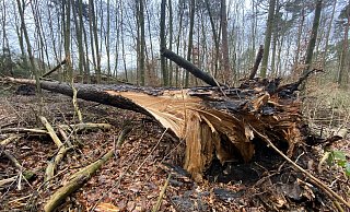 Die Sturmserie hat in den Wäldern eine Spur der Verwüstung hinterlassen. - Mareike Gröneweg