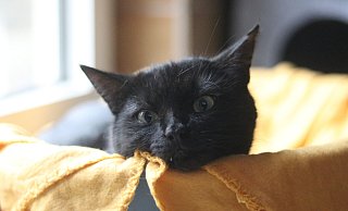 Zwischen 80 und 90 Katzen leben derzeit im Paderborner Tierheim. - Jessica Eberle