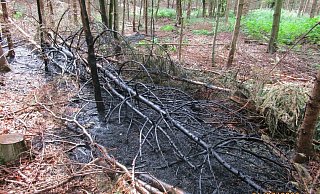 Verkohlter Baum: Bei der jüngsten Tat vor einer Woche legte der Brandstifter gleich mehrere Feuer. - Polizei Höxter