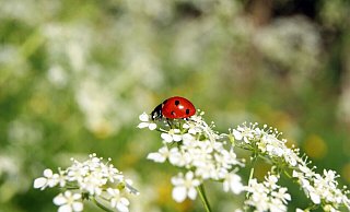 Der Klimaschutz wirkt sich auch auf so kleine Insekten wie Marienkäfer aus. In welchem politischen Gremium die Themen indes behandelt werden sollen, ist in Rheda-Wiedenbrück derzeit umstritten. - Pixabay