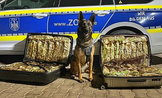 Zollhündin „Skadi“ posiert zwischen den beiden Koffern mit viel, sehr viel Marihuana. - Hauptzollamt Bielefeld