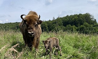 „Einstein“ heißt das Bullen-Kalb von Wisent-Mama „Eila“. Auf den Namen tauften ihn am Geburtstag die Warburger Landfrauen bei ihrem Ausflug. - Jan Preller
