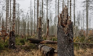 Abgestorbene Fichten im Nationalpark Eifel im Kermeter. Dem Wald in NRW geht es schlecht. - dpa
