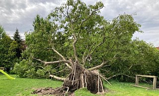 50 Jahre Baumleben, zerstört in zwei Minuten: der vom Tornado umgeworfene Walnußbaum. - Jobst Lüdeking