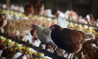 Die Geflügelpest ist eine anzeigepflichtige, hoch ansteckende Tierseuche. - dpa