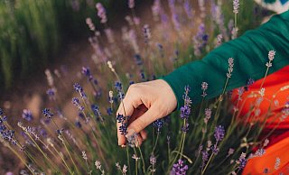 Duftender Lavendel wird im Sommer wieder bei Höxter blühen. - LGS