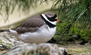 Neu im Tierpark Olderdissen: der Sandregenpfeifer. - Steve McAlpine