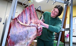 Ein Stück vom Rind für die Wölfe: Tierpflegerin Andrea Günnemann sägt den Raubtieren ihr Futter zurecht. - Barbara Franke