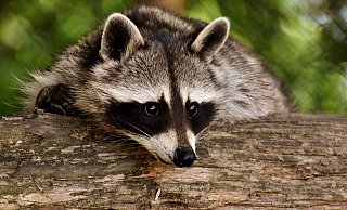 Waschbären sind keine Kleintiere wie Hunde und Katzen, sagt der Kreis Höxter. - Pixabay