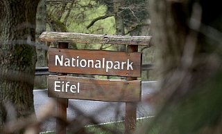In der Eifel ist der Nationalpark schon keine Vision mehr. Und hat dort für Natur, Mensch und Wirtschaft positive Konsequenzen, ist Hans Jürgen Wessels überzeugt. - Oliver Berg/dpa