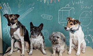 Lehrer auf vier Pfoten: Lotta (v. l.), Norbert, Lissy und Rudi. - Forscherhaus Grundschule