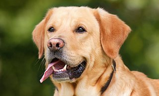Seit Juli 2023 werden in Paderborn die Hunde gezählt. - Symbolfoto: Pixabay