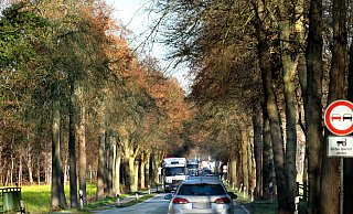 Links und rechts stehen uralte Bäume, dazwischen rollt der Verkehr. Tausende von Pendlern befahren täglich die B61 zwischen Gütersloh und Ummeln.