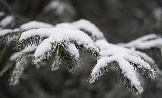 Auch wenn er nicht liegen bleibt: Am Wochenende dürfen sich Einwohner in OWL auf Schnee freuen. - Daniel Vogl