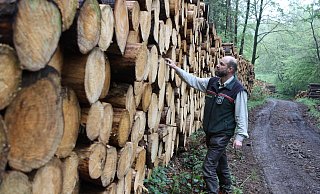 Polter nennt der Fachmann die Holzstapel, die den Waldweg am Nordrand von Bergkirchen säumen.Förster Markus Uhr begutachtet die Fichtenstämme. - Jörg Stuke