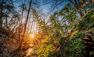 An den Emsquellen in Hövelhof wartet Natur pur auf die Besucher. - Besim Mazhiqi