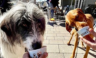 Die Hündinnen Lotti und Paula genießen ihr Hundeeis beim Valentina Eiscafé in Salzkotten. - Carola Drabon