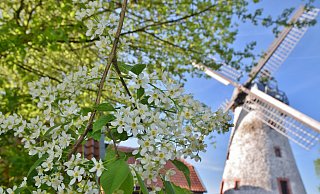 Blühendes an der Windmühle in Spenges Ortsteil Hücker-Aschen. - Mareike Patock