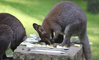 Das Benett-Känguru liebt Salat, eines der Tiere trägt Nachwuchs im schützenden Beutel. - Susanne Blersch