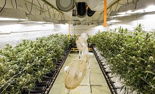 Vollautomatisiert wurde die Marihuana-Plantage mit Licht, Wasser und Dünger versorgt. So sah es im Inneren der Halle aus. - Polizei
