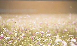 Bei frühsommerlichen Temperaturen sollte man am besten den Sonntag für Ausflüge wählen. - Pixabay/Lee_seonghak