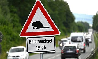 Kein offizielles Verkehrsschild aber ein wichtiger Hinweis für Autofahrer. Das neue Biber-Schild an der Bundesstraße 64 zwischen Höxter und Godelheim. - Thomas Kube Kein offizielles Verkehrsschild aber ein wichtiger Hinweis für Autofahrer. Das neue Biber-Schild an der Bundesstraße 64 zwischen Höxter und Godelheim. - Thomas Kube