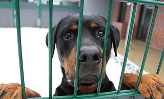 Rottweiler Loki ist einer von gut 30 Hunden im Tierheim Bielefeld. - Lukas Brekenkamp