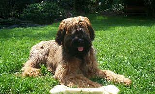 Vier Hunde der Rasse Briard haben am Sonntagabend eine Joggerin gebissen und fügten ihr schwere Wunden zu. - Pixabay (Symbolfoto)