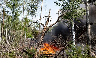 Flammen schlagen in einem Waldstück nahe Jüterbog in die Höhe. Auch in OWL gab es bereits die ersten Waldbrände. - Fabian Sommer/dpa
