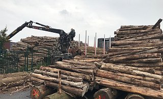 In einigen ausgehöhlten Teakholz-Bäumen fand die Polizei Paderborn zwölf Kilogramm Kokain. Doch sie waren nicht die ersten Ermittler in dem Fall. - Polizei Paderborn