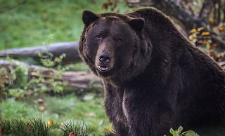 Braunbär Max aus dem Tierpark Olderdissen bleibt alleine. - Sarah Jonek