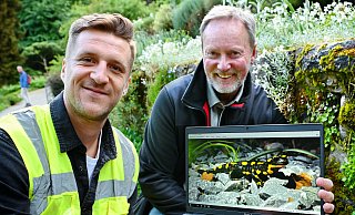 Max Mühlenhaupt (Doktorand der Fakultät für Biologie, Universität Bielefeld) und Rüdiger Ahrend (Leiter des Botanischen Gartens, Umweltbetrieb der Stadt Bielefeld) zeigen einen Feuersalamander an einer Trockenmauer im Botanischen Garten. Dort halten die Tiere nach Einbruch der Dunkelheit oft auf. - Barbara Franke