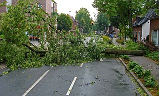 Durch den Sturm können Bäume umstürzen, Äste abbrechen oder Teile von Baugerüsten umherfliegen. Baustellenschilder können umkippen. - Symbolbild: Pixabay