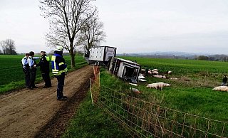 Feuerwehr und Polizei sind im Einsatz, nachdem bei Vörden ein Tiertransport umkippte. - Moritz Räker
