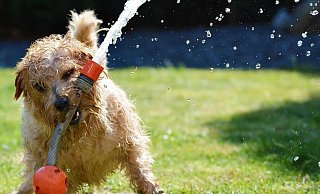 Bei den heißen Temperaturen müssen wir auch für Abkühlung bei unseren Haustieren sorgen. - Symbolfoto: Pixabay
